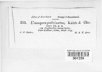 Uromyces pulvinatus image